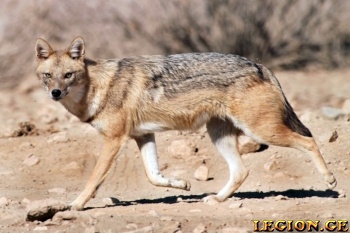 legion.ge-82-1515652028.jpg
